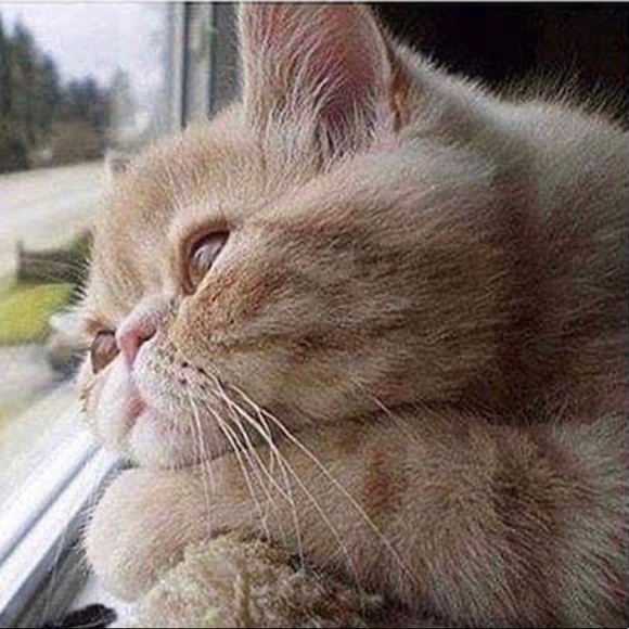 Meet your Posher, Kaidre - Picture 1 of 1